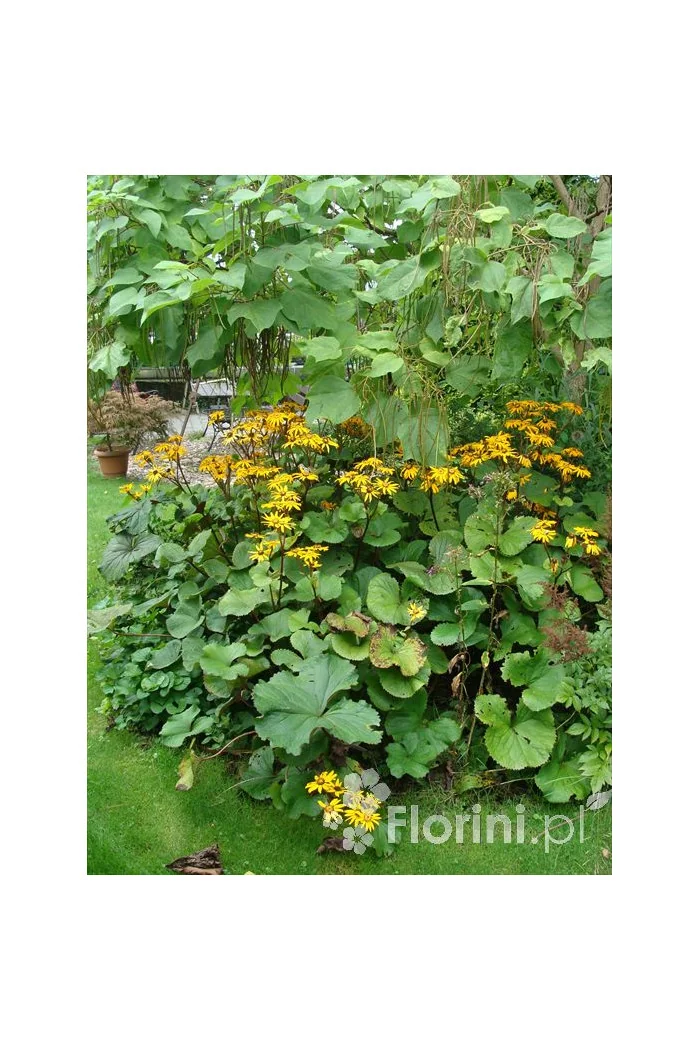 Języczka pomarańczowa 'Othello' Ligularia dentata