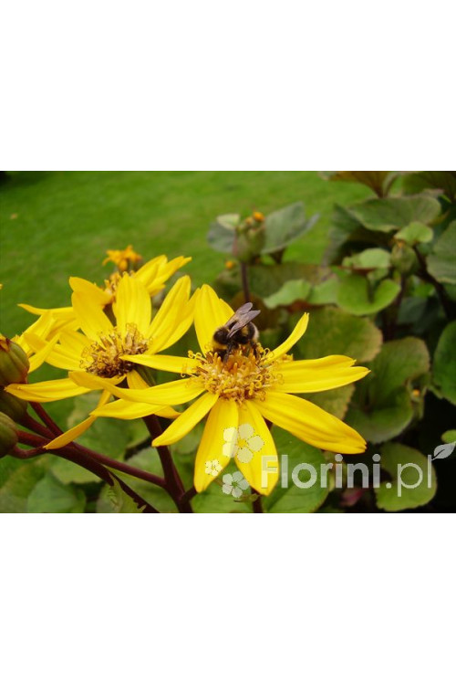 Języczka pomarańczowa 'Othello' Ligularia dentata