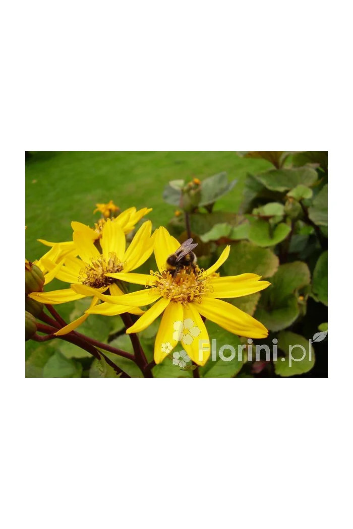 Języczka pomarańczowa 'Othello' Ligularia dentata