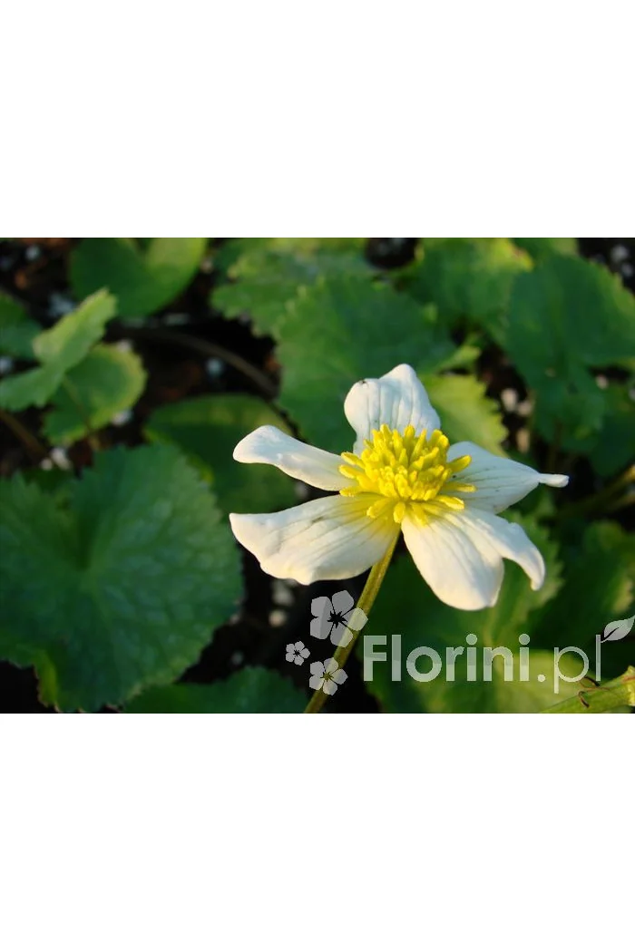Kaczeniec błotny 'Alba' Caltha palustris