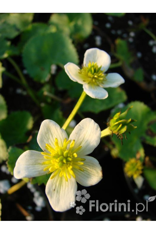 Kaczeniec błotny 'Alba' Caltha palustris