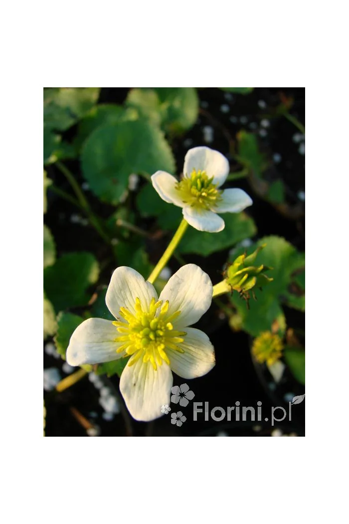 Kaczeniec błotny 'Alba' Caltha palustris