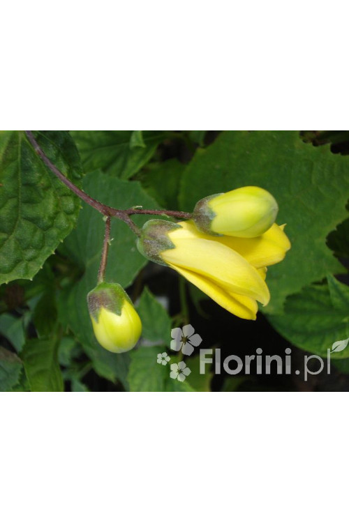 Kirengeszoma | Kirengeshoma