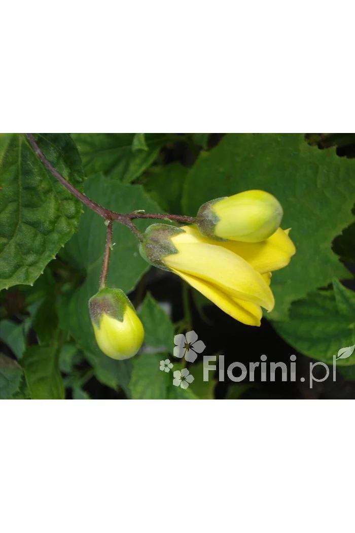 Kirengeszoma | Kirengeshoma