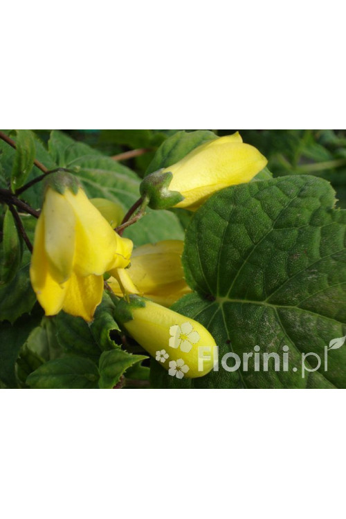 Kirengeszoma | Kirengeshoma