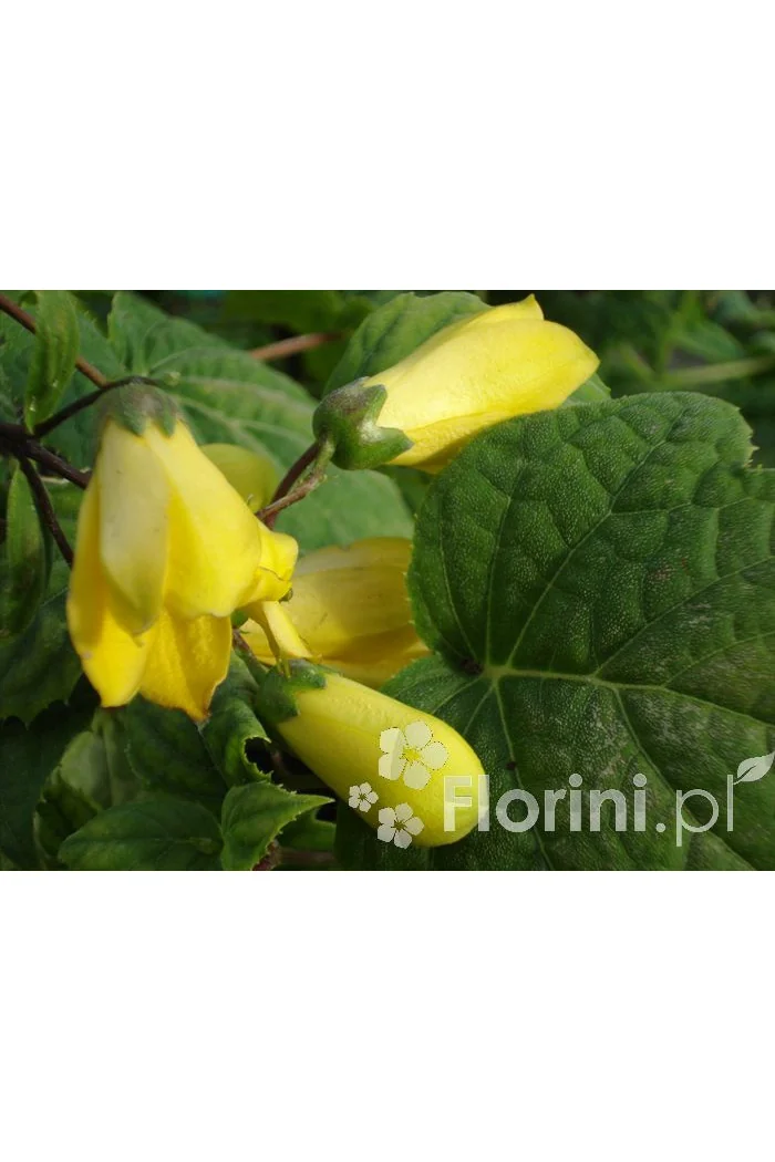 Kirengeszoma | Kirengeshoma