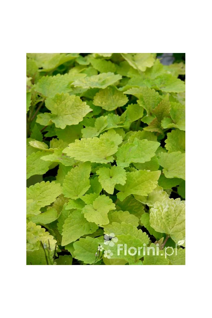 Kłosowiec 'Golden Jubilee' | Agastache foeniculum