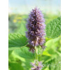 Kłosowiec 'Golden Jubilee' | Agastache foeniculum