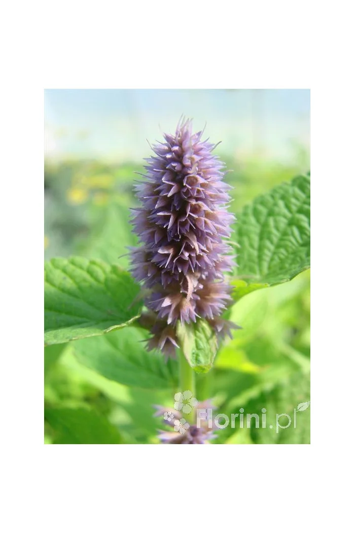 Kłosowiec 'Golden Jubilee' | Agastache foeniculum