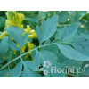 Kokorycz 'Canary Feathers' Corydalis