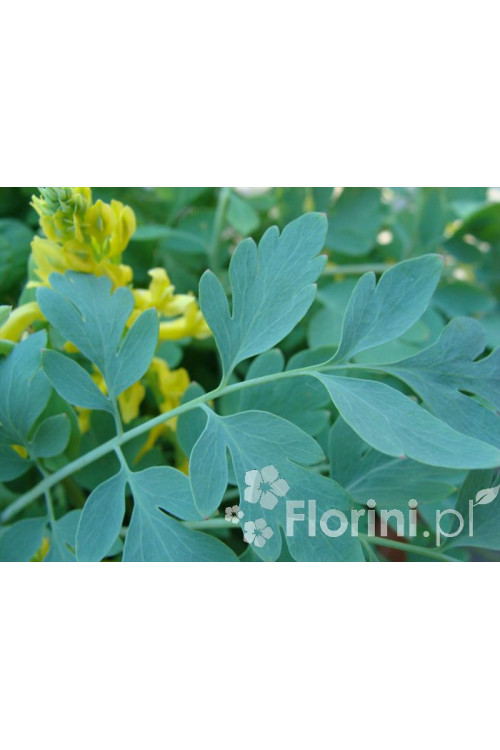 Kokorycz 'Canary Feathers' Corydalis