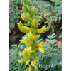 Kokorycz 'Canary Feathers' Corydalis