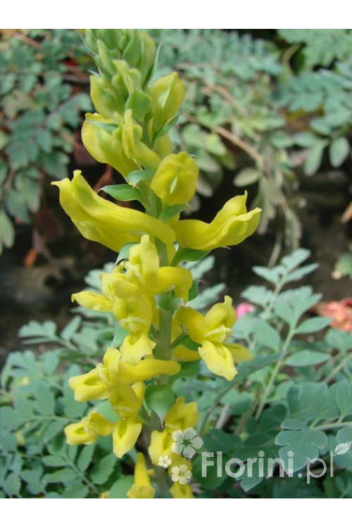 Kokorycz 'Canary Feathers' Corydalis