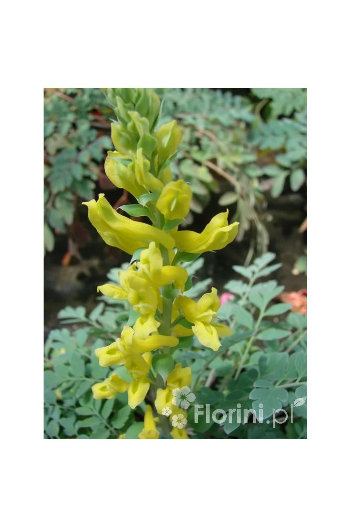 Kokorycz 'Canary Feathers' Corydalis