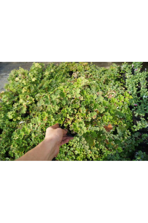 Malina płożąca Rubus calycinoides