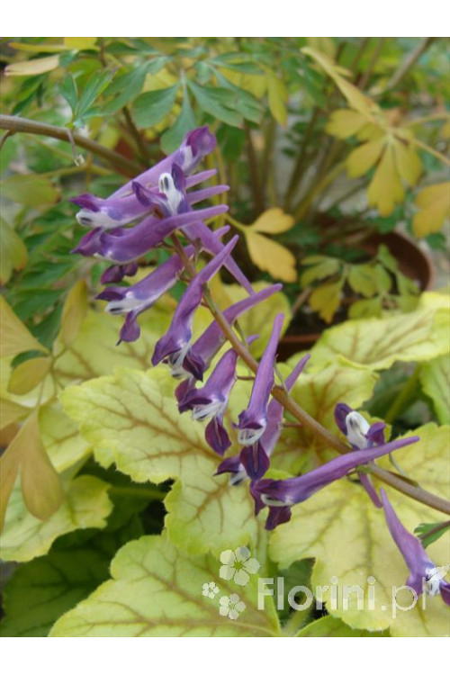Kokorycz Blackberry Wine Corydalis