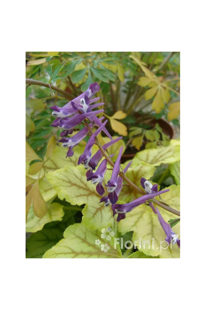 Kokorycz Blackberry Wine Corydalis