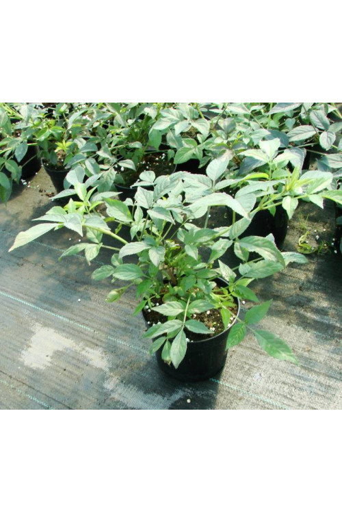 Bez czarny 'Purpurea' Sambucus nigra