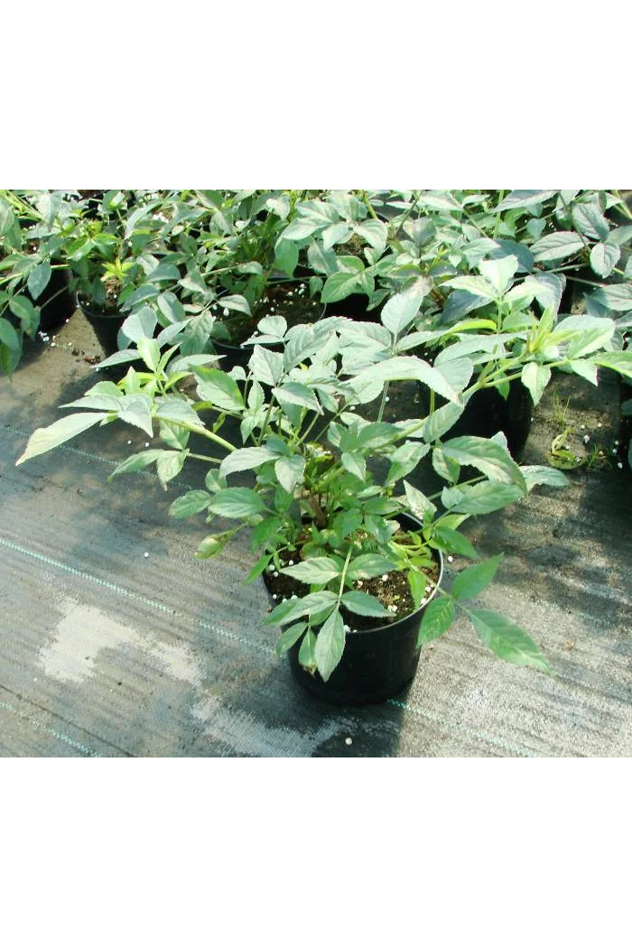 Bez czarny 'Purpurea' Sambucus nigra