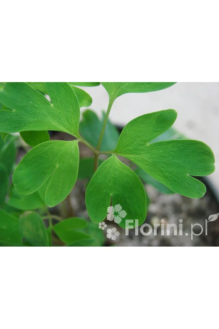 Kokorycz wzniesiona Corydalis elata