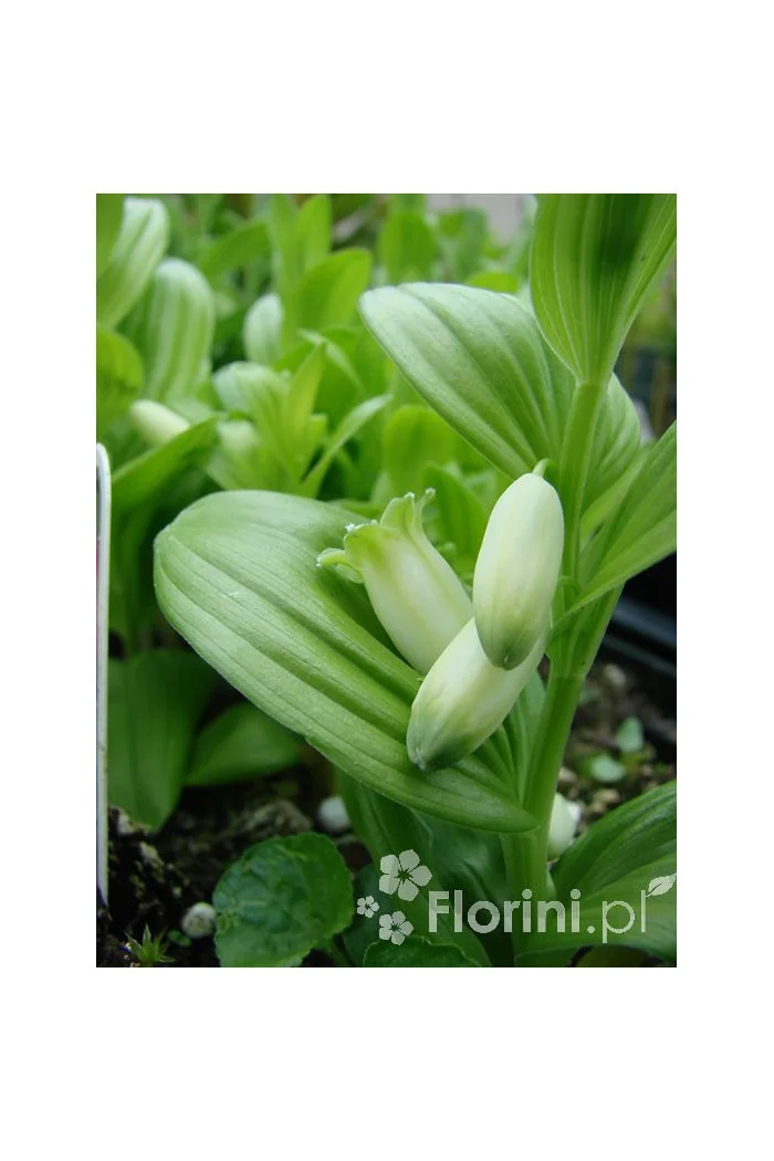 Kokoryczka miniaturowa | Polygonatum humile