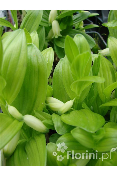 Kokoryczka miniaturowa | Polygonatum humile