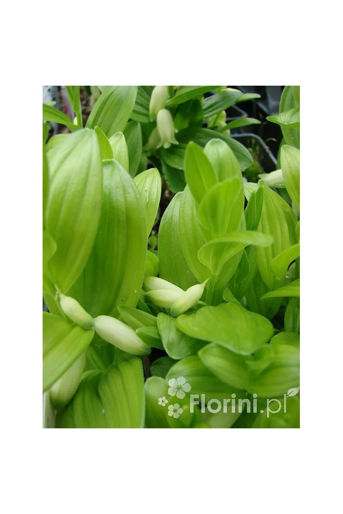 Kokoryczka miniaturowa | Polygonatum humile