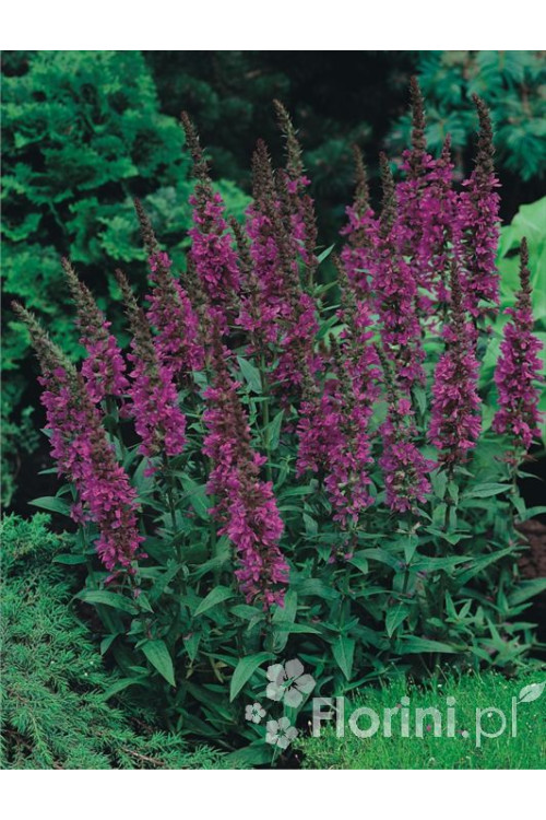 Krwawnica pospolita | Lythrum salicaria