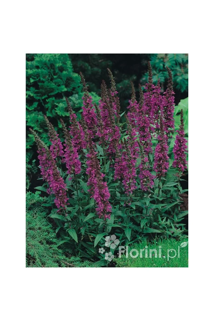 Krwawnica pospolita | Lythrum salicaria