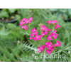 Krwawnik pospolity 'Cerise Queen' Achillea millefolia
