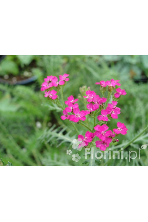 Krwawnik pospolity 'Cerise Queen' Achillea millefolia