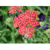 Krwawnik pospolity 'Paprika' | Achillea millefolia