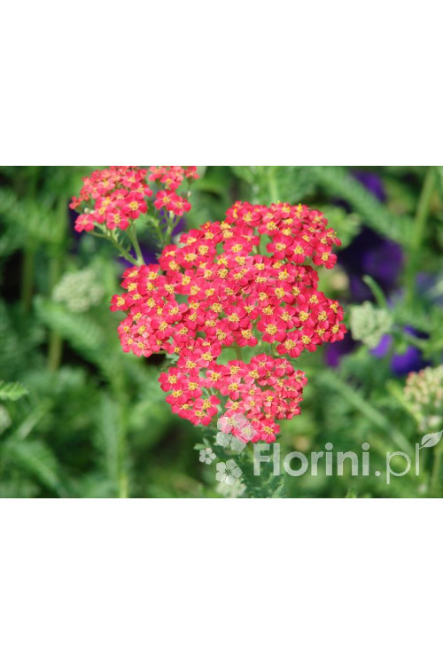 Krwawnik pospolity 'Paprika' | Achillea millefolia
