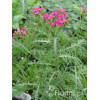 Krwawnik pospolity 'Cerise Queen' Achillea millefolia