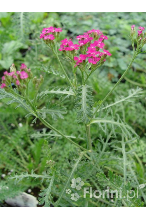 Krwawnik pospolity 'Cerise Queen' Achillea millefolia