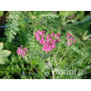 Krwawnik pospolity 'Cerise Queen' Achillea millefolia