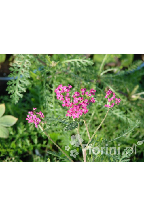 Krwawnik pospolity 'Cerise Queen' Achillea millefolia
