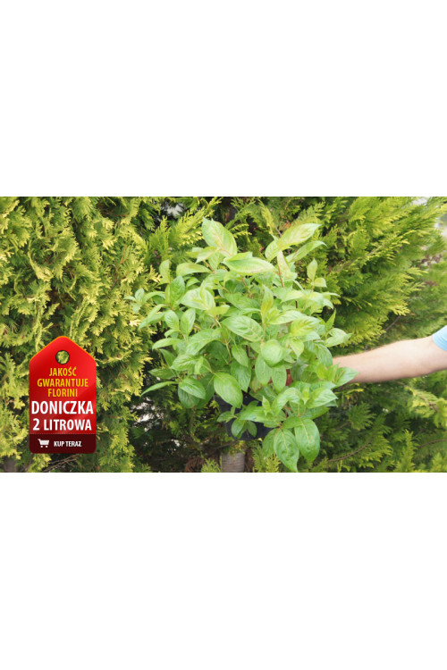 Krzewuszka cudowna 'Wings of Fire' | Weigela florida