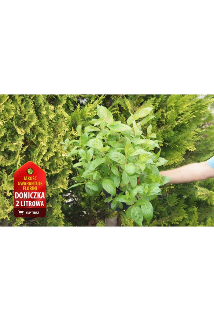 Krzewuszka cudowna 'Wings of Fire' | Weigela florida