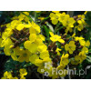 Lak 'Canaries Yellow' Erysimum hybridum