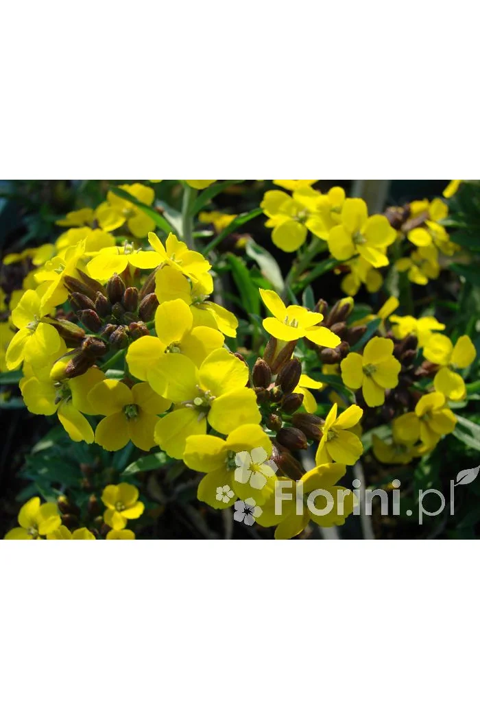 Lak 'Canaries Yellow' Erysimum hybridum