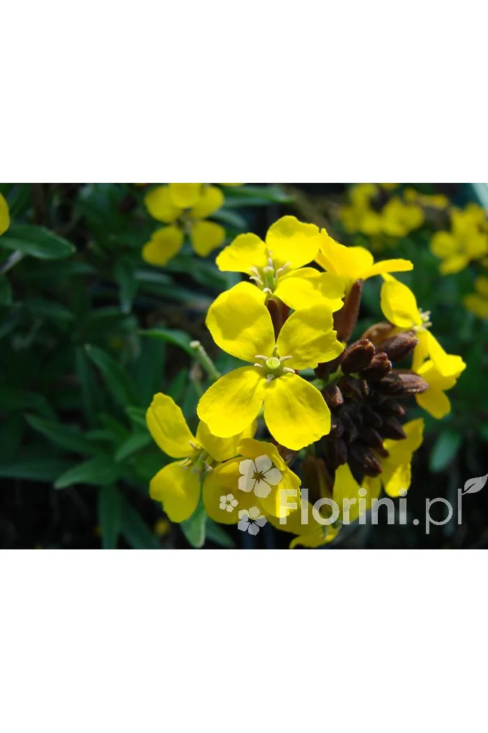 Lak 'Canaries Yellow' Erysimum hybridum