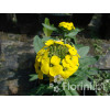 Lak 'Canaries Yellow' Erysimum hybridum