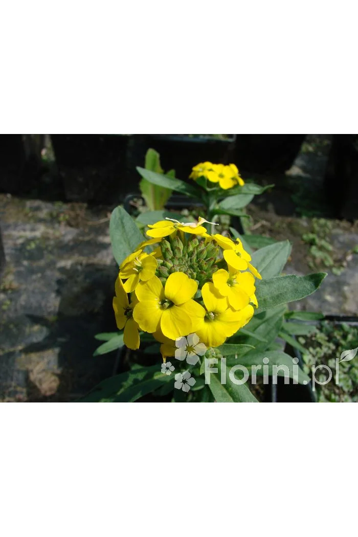 Lak 'Canaries Yellow' Erysimum hybridum