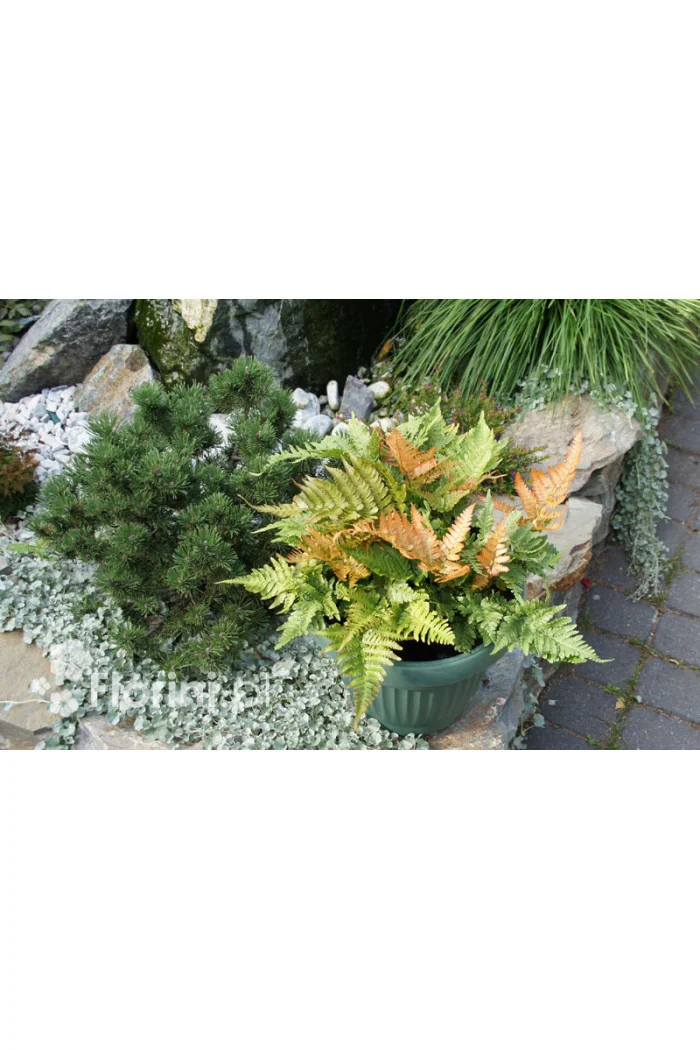 Narecznica czerwonozawijkowa| Dryopteris erythrosora