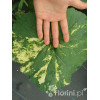 Lepiężnik japoński 'Variegata' Petasites japonicus