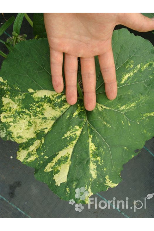 Lepiężnik japoński 'Variegata' Petasites japonicus