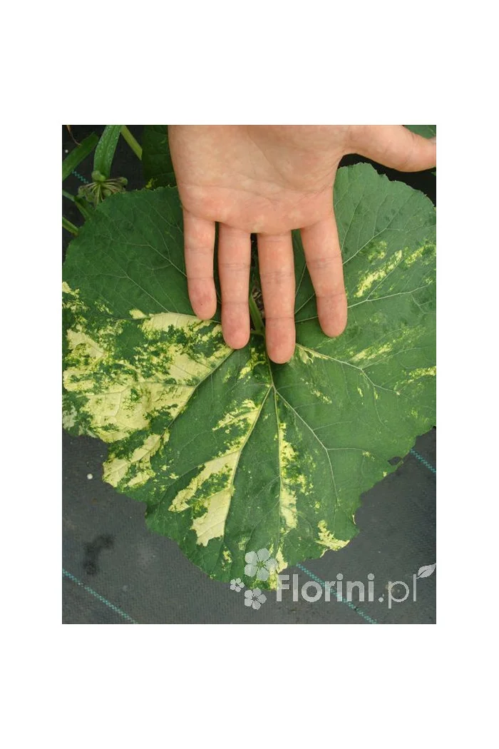 Lepiężnik japoński 'Variegata' Petasites japonicus