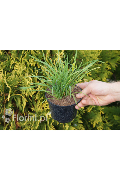 Liliowiec 'Stella de Oro' | Hemerocallis