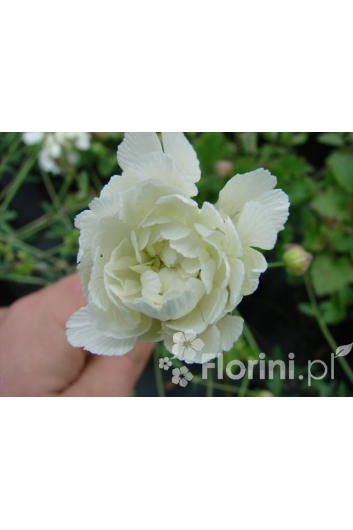 Lepnica nadmorska 'Flore Pleno' Silene uniflora